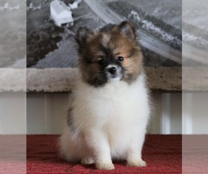 Pomeranian Puppy for sale in FREDERICKSBG, OH, USA