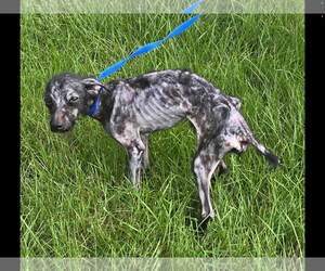 Bobby: Miracle Boy! - Male Mutt Dog for Adoption - Photo #11