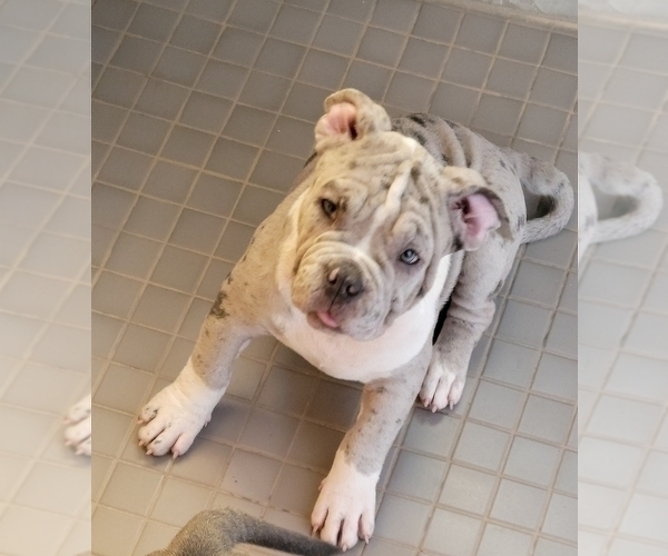 Medium Photo #2 American Bully Puppy For Sale in MARTELL, NE, USA