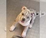 Small Photo #2 American Bully Puppy For Sale in MARTELL, NE, USA