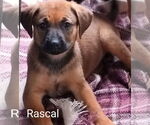 Small #4 Rhodesian Ridgeback Mix