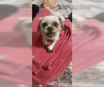Small #6 Shih Tzu