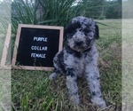 Small #1 Poodle (Standard)