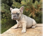 Small #1 French Bulldog