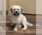 Small Photo #1 Maltese-Maltipoo Mix Puppy For Sale in HERNDON, VA, USA