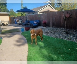 Father of the Golden Retriever puppies born on 04/01/2024