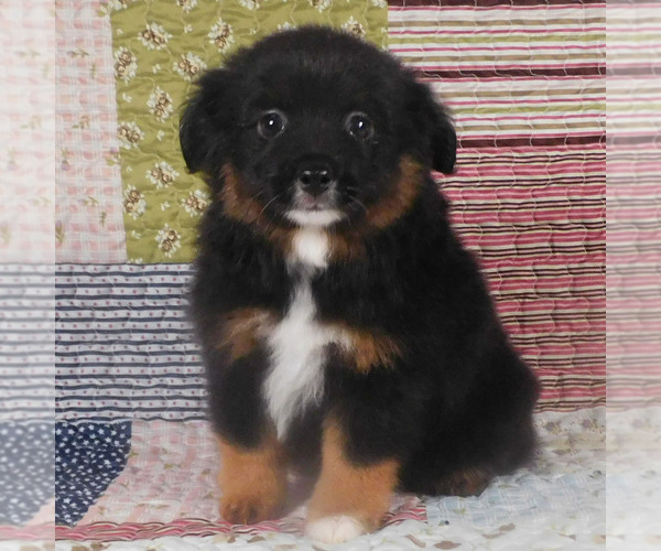 Medium Photo #1 Miniature Australian Shepherd Puppy For Sale in HARRISON, OH, USA