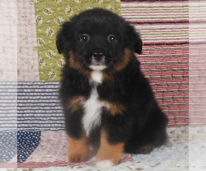 Miniature Australian Shepherd Puppy for sale in HARRISON, OH, USA