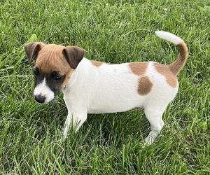 Medium Jack Russell Terrier