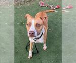 Small #1 Staffordshire Bull Terrier Mix