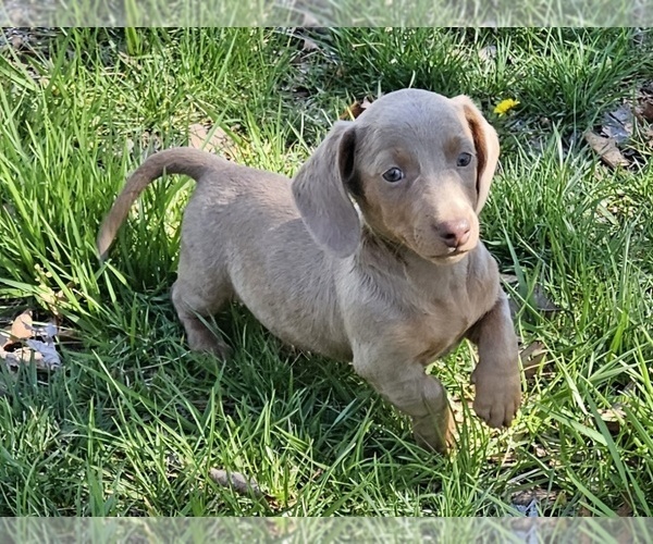 Medium Photo #2 Dachshund Puppy For Sale in CLARK, MO, USA