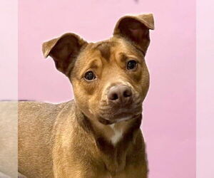 Ava - Female Siberian Husky-Unknown Mix Dog for Adoption - Photo #4