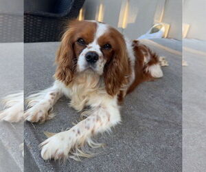 Cavalier King Charles Spaniel Dogs for adoption in St. Louis Park, MN, USA