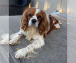 Small Cavalier King Charles Spaniel