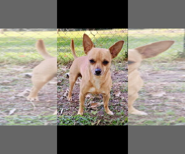 Medium Photo #1 Chihuahua-Unknown Mix Puppy For Sale in Boston, MA, USA