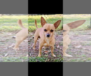 Chihuahua-Unknown Mix Dogs for adoption in Boston, MA, USA