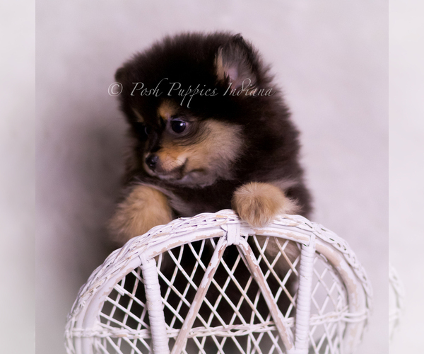 Medium Photo #107 Pomeranian Puppy For Sale in WARSAW, IN, USA