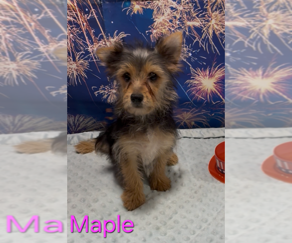 Medium Photo #1 Yorkshire Terrier Puppy For Sale in AZLE, TX, USA