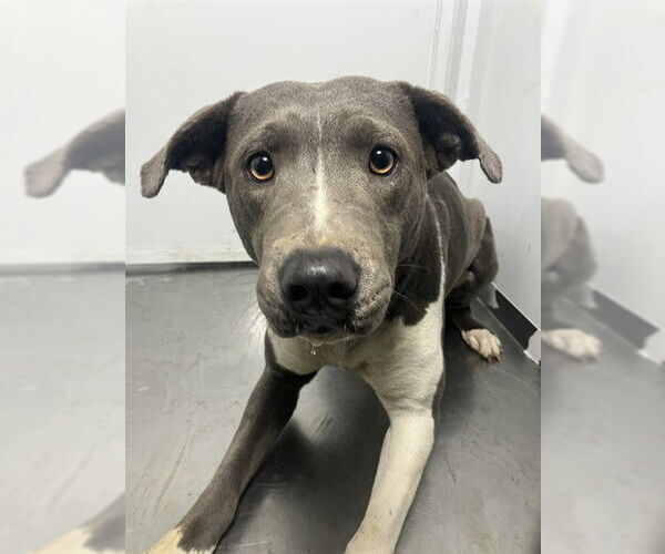 Medium Photo #1 Mutt Puppy For Sale in Stockton, CA, USA