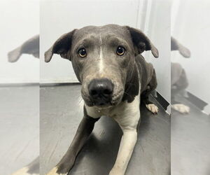 Mutt Dogs for adoption in Stockton, CA, USA