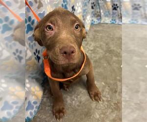 Labrador Retriever-Unknown Mix Dogs for adoption in Rosenberg, TX, USA