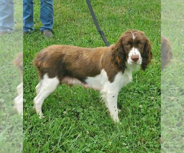 Medium Photo #1 English Springer Spaniel Puppy For Sale in WOOSTER, OH, USA