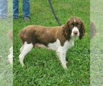 Small Photo #1 English Springer Spaniel Puppy For Sale in WOOSTER, OH, USA