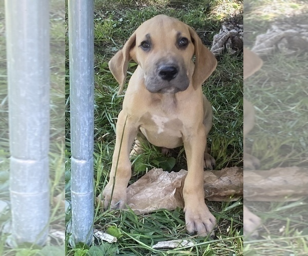 Medium Photo #33 Great Dane Puppy For Sale in CLOVER, SC, USA