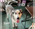 Small #9 Siberian Husky Mix