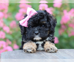 Cavalier King Charles Spaniel-Cavapoo Mix Puppy for sale in LIBERTY, KY, USA