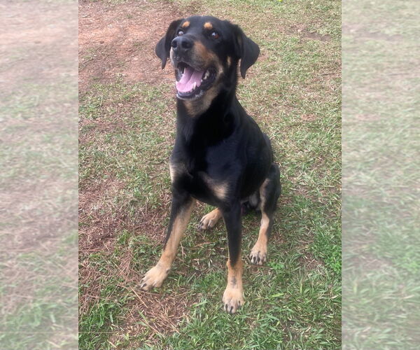 Medium Photo #1 Catahoula Leopard Dog-Labrador Retriever Mix Puppy For Sale in Bryant, AR, USA