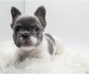 French Bulldog Puppy for Sale in GERMANTOWN, Maryland USA