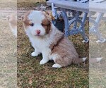 Puppy 4 Australian Shepherd-English Shepherd Mix