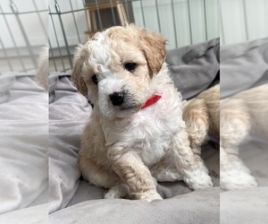 Poodle (Miniature) Puppy for sale in CITRUS HEIGHTS, CA, USA