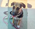 Small German Shepherd Dog