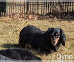 Small #2 Dachshund
