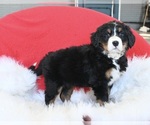 Small Photo #2 Bernese Mountain Dog Puppy For Sale in SUGARCREEK, OH, USA