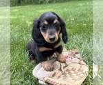 Small Dachshund