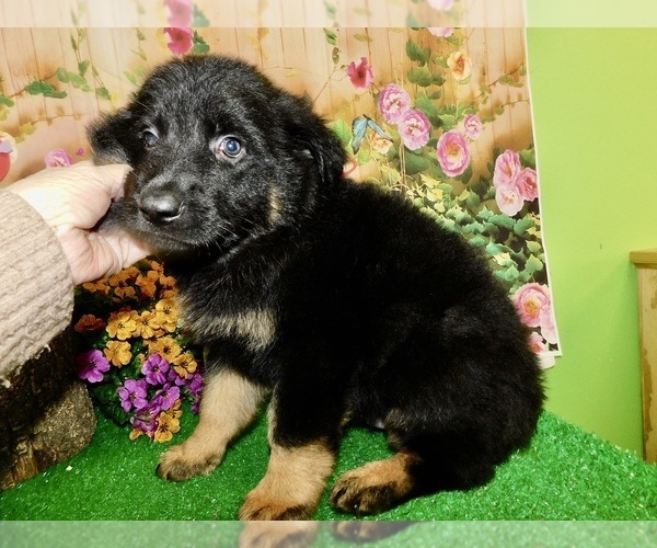 Medium Photo #5 German Shepherd Dog Puppy For Sale in HAMMOND, IN, USA