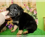 Small #4 German Shepherd Dog