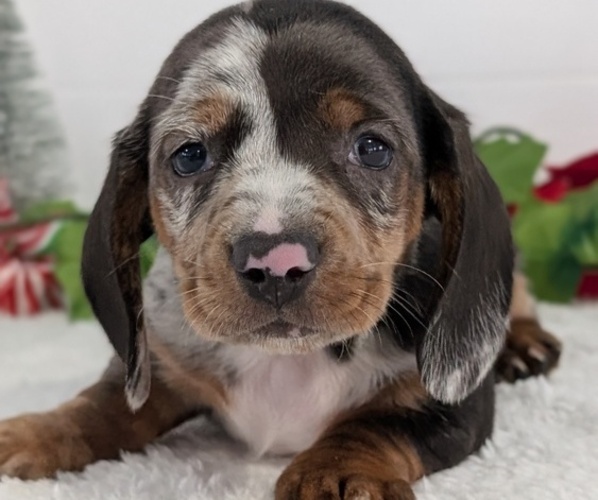 Medium Photo #4 Dachshund Puppy For Sale in GOSHEN, IN, USA