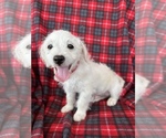 Puppy 4 Maltipoo-Poodle (Miniature) Mix