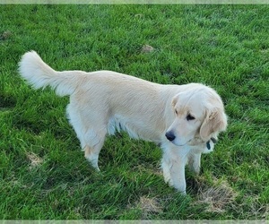 Mother of the Goldendoodle (Miniature) puppies born on 04/14/2024