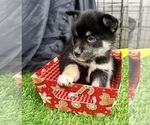Small Photo #32 Pomsky-Shiba Inu Mix Puppy For Sale in NASHUA, NH, USA