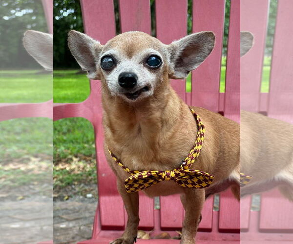 Medium Photo #1 Chihuahua Puppy For Sale in Weston, FL, USA