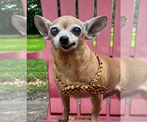 Chihuahua Dogs for adoption in Weston, FL, USA
