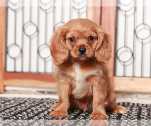 Cavapoo Puppy for Sale in NAPLES, Florida USA