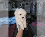 Small #3 Havanese-Mal-Shi Mix