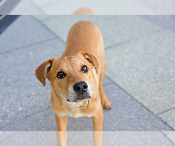 Medium Photo #2 Catahoula Leopard Dog-Labrador Retriever Mix Puppy For Sale in Sandy, UT, USA