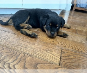 Rottweiler Puppy for sale in MANSFIELD, OH, USA